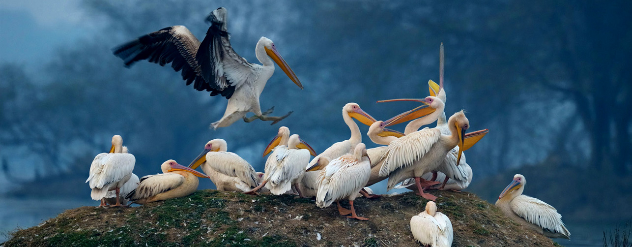 Bharatpur banner1