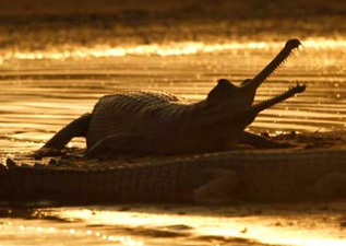 National Chambal Sanctuary