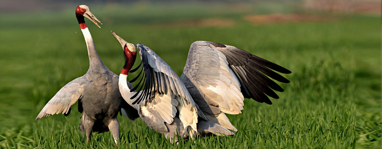 Chambal Safari banner2